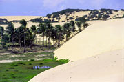 Dunes et végétation se rencontrent au Cumbe