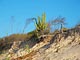 La nature en bord de mer pr�s de Pontal de Macei�